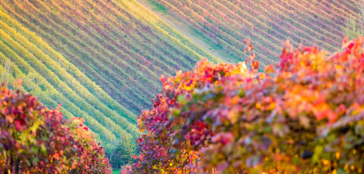 Trekking in tenuta vitivinicola